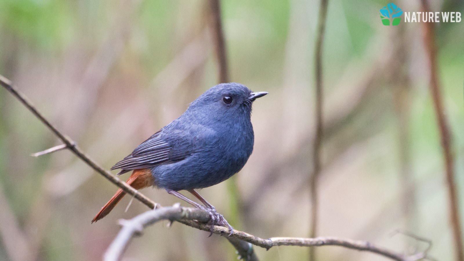 Perching Birds